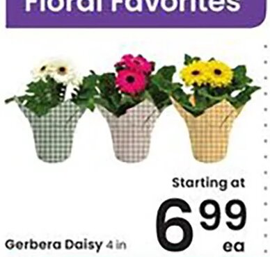 Gerbera Daisy