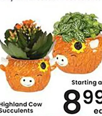 Highland Cow Succulents
