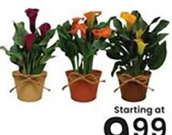 Calla Lilly