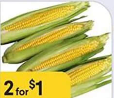 Fresh Corn