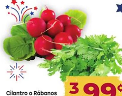 Cilantro o Rábanos