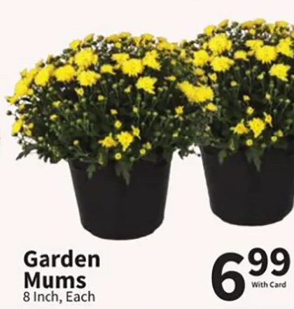 Garden Mums
