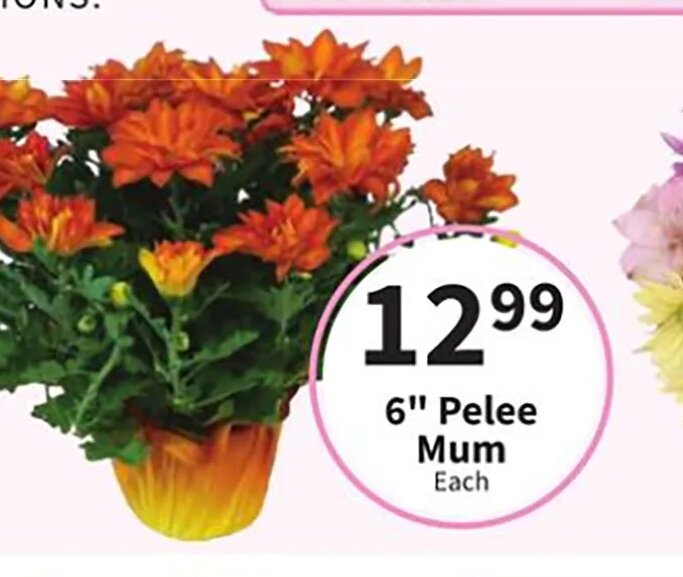 6" Pelee Mum