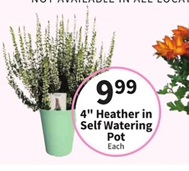 4" Heather in Self Watering Pot