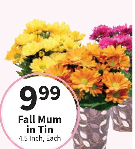 Fall Mum in Tin