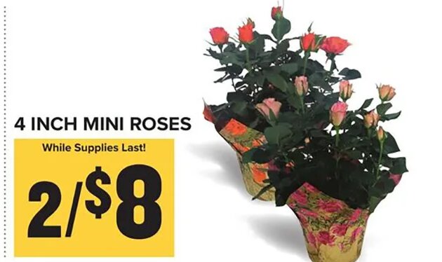 4 INCH MINI ROSES