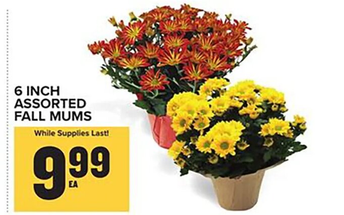 6 INCH ASSORTED FALL MUMS