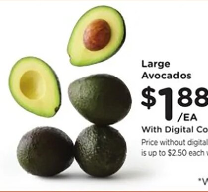 Large Avocados at Fred Meyer