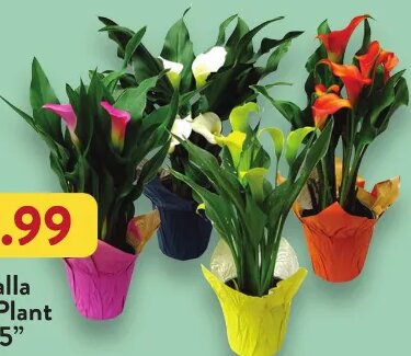 Calla Lily Plant