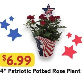 4" Patriotic Potted Rose Plant