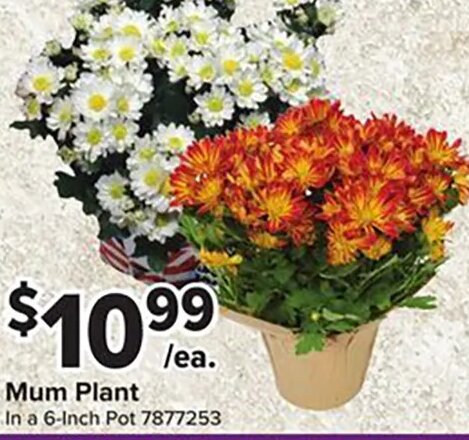 Mum Plant
