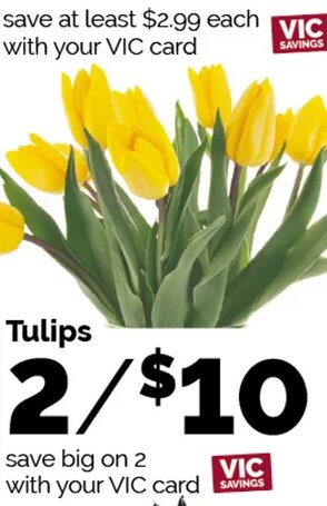 Tulips
