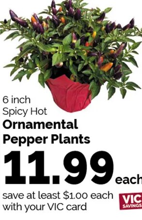 Ornamental Pepper Plants