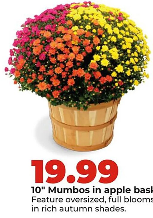 10" Mumbos in apple basket at Hy-Vee
