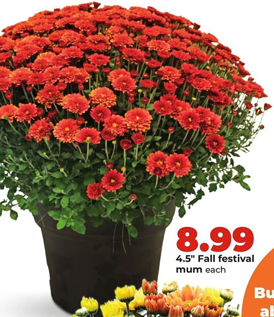 4.5" Fall festival mum