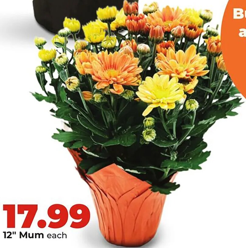 12" Mum