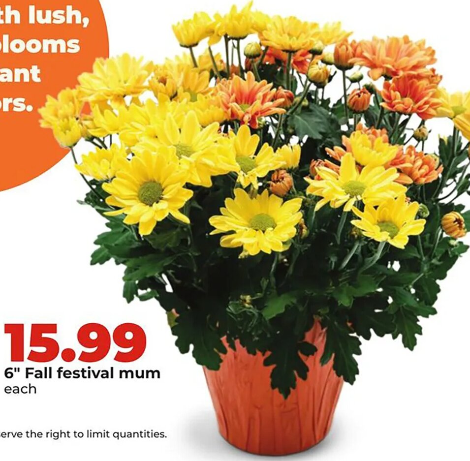 6" Fall festival mum