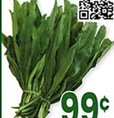 Cilantro