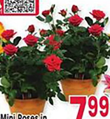 Mini Roses in Clay w/Trellis