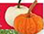 Fall Ornamentals