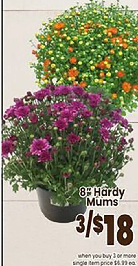 8" Hardy Mums