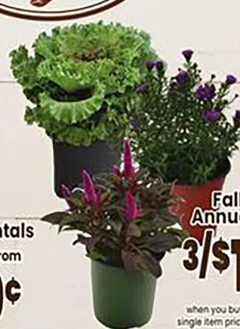 Fall Annuals