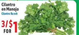 Cilantro en Manojo