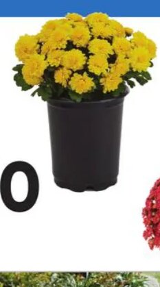 1-Quart Mums