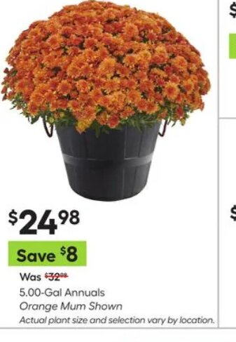 5.00-Gal Annuals Orange Mum at Lowe's