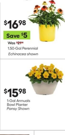 1.50-Gal Perennial Echinacea