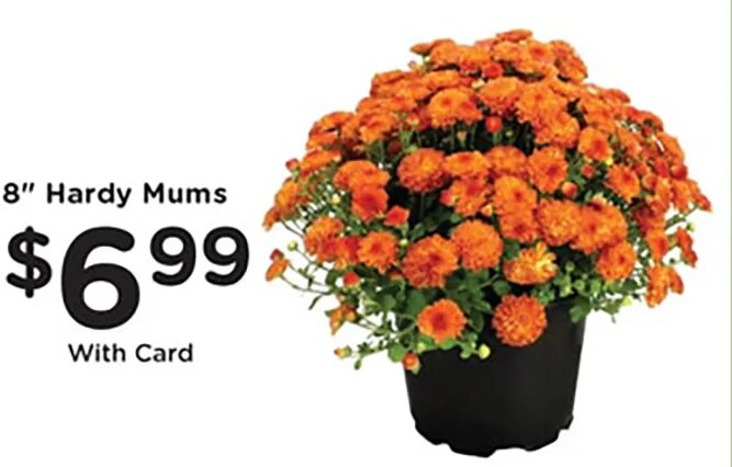 8" Hardy Mums