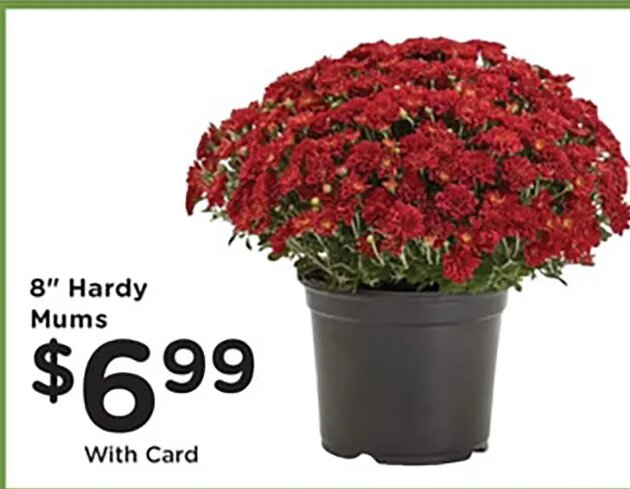 8" Hardy Mums