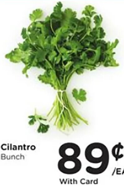 Cilantro