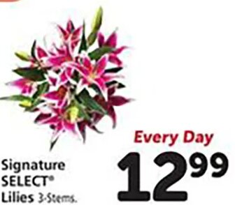 Signature SELECT Lilies