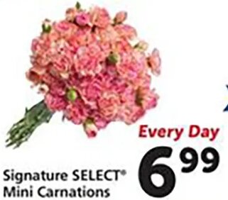 Signature SELECT Mini Carnations