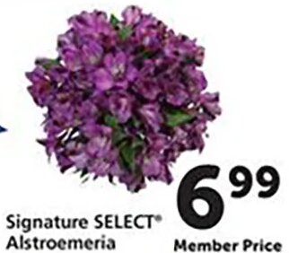 Signature SELECT Alstroemeria