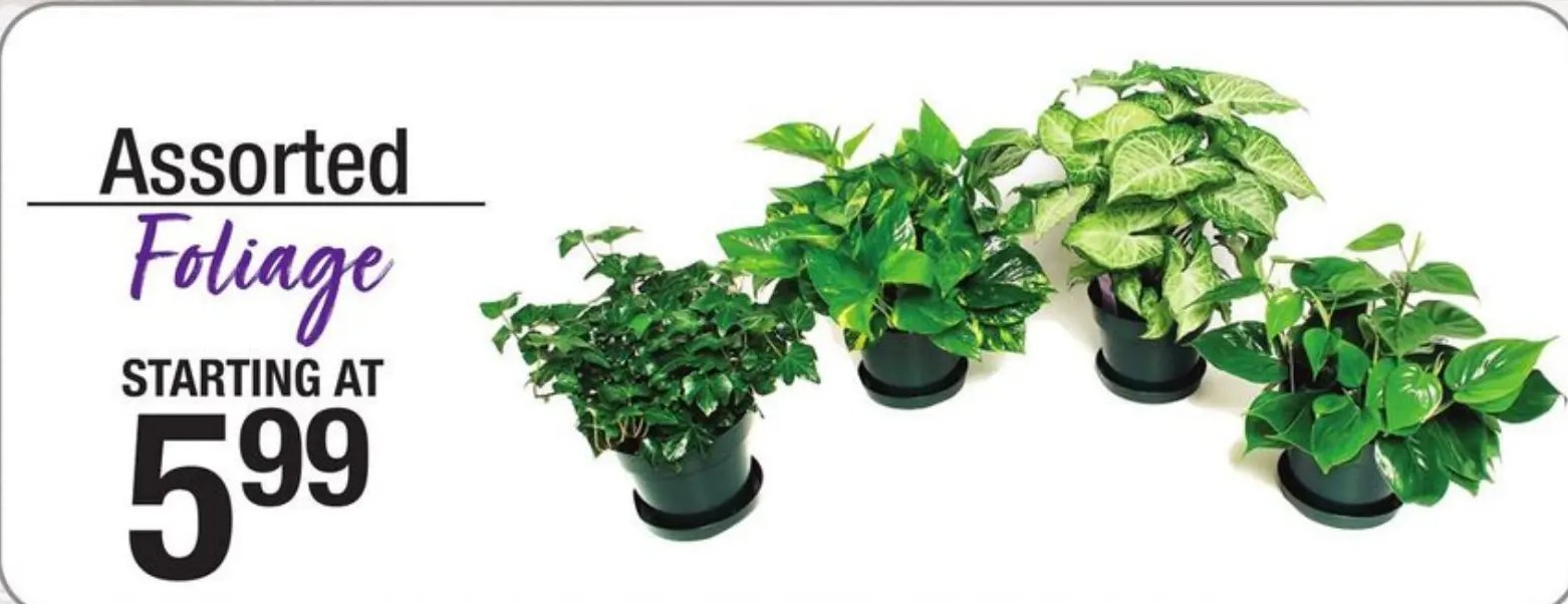 Assorted Foliage