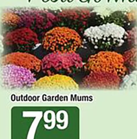 Outdoor Garden Mums