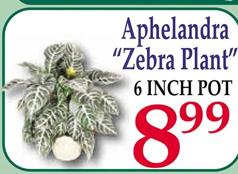 Aphelandra Zebra Plant