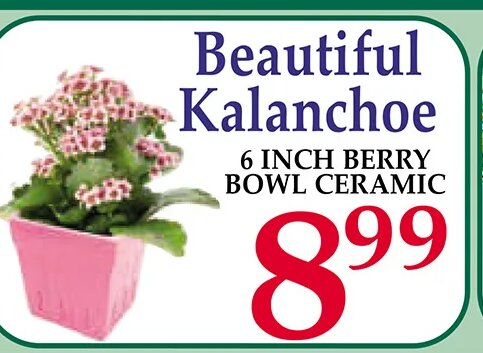 Beautiful Kalanchoe