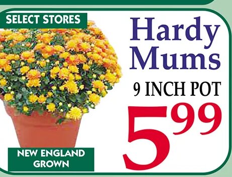 Hardy Mums