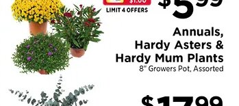 Annuals, Hardy Asters & Hardy Mum Plants