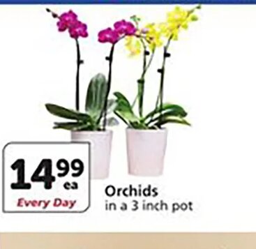 Orchids