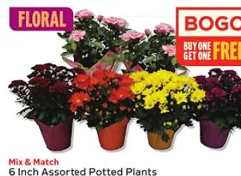6 Inch Assorted Potted Plants